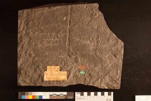 Alethopteris robusta Lesquereux