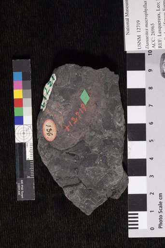 Danaeites macrophyllus (Newberry) Lesquereux