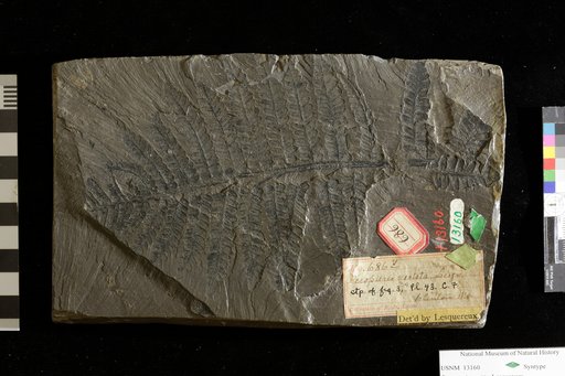 Pecopteris vestita Lesquereux