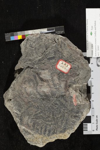 Sphenopteris crenata Lesquereux