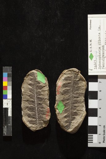 Sphenopteris plicata Lesquereux