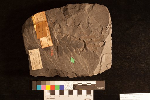 Odontopteris monstrosaa Lesquereux
