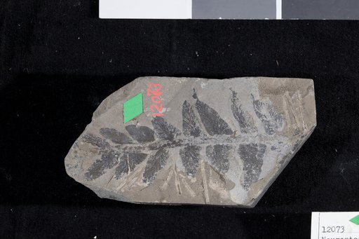 Neuropteris hastata Adams et al.
