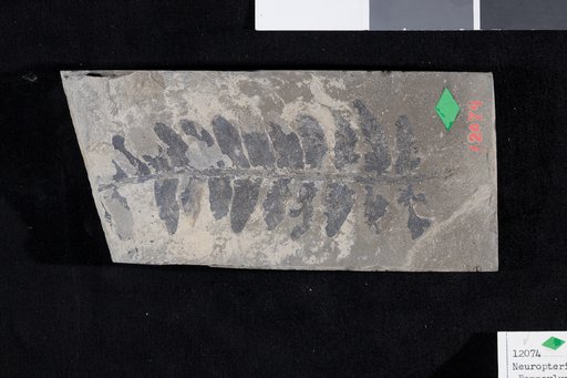 Neuropteris hastata Adams et al.