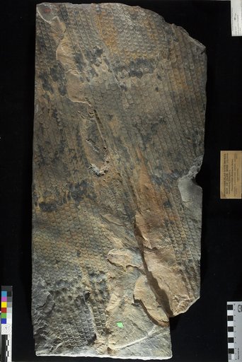 Sigillaria mamillaris Brongniart