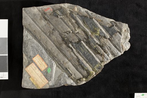 Sigillaria lawrenciana Adams et al.