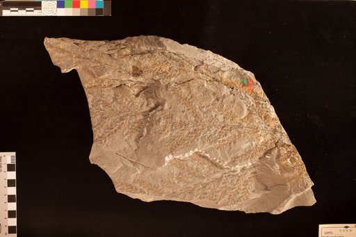 Archaeopteris macilenta Lesquereux