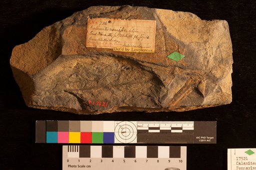 Calamites ramifer Stur