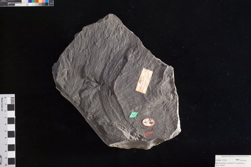 Macrostachya communis Lesquereux