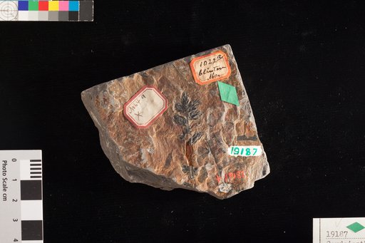Cordaianthus ovatus Lesquereux