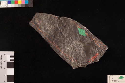 Cordaianthus rugosus Lesquereux