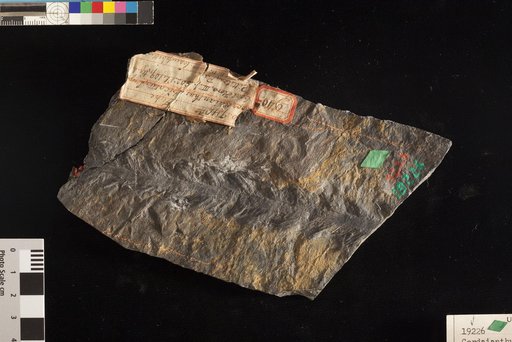 Cordaianthus spicatus Lesquereux
