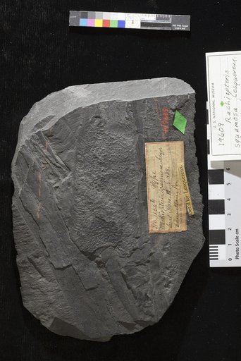 Rachiopteris squamosa Lesquereux