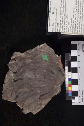 Palaeophycus milleri Lesquereux