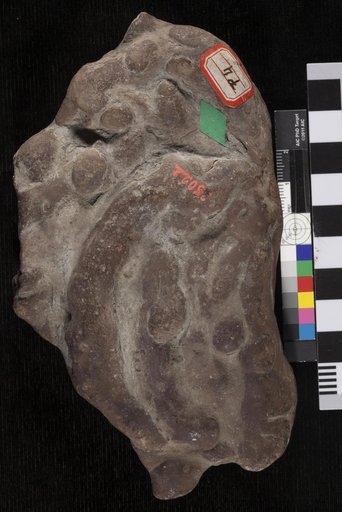 Palaeophycus milleri Lesquereux