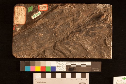 Lepidoxylon anomalum Lesquereux