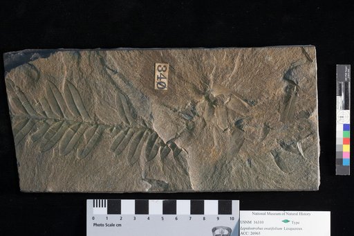 Lepidostrobus ovatifolium Lesquereux