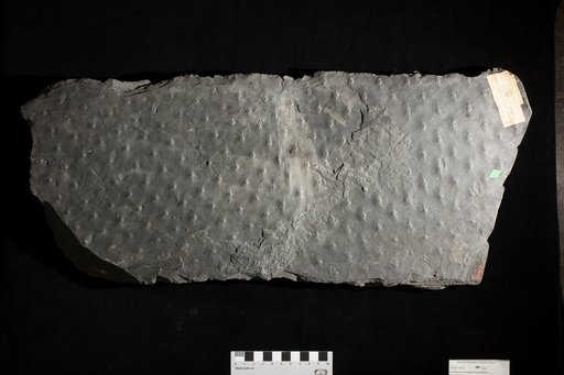 Sigillaria monostigma Lesquereux