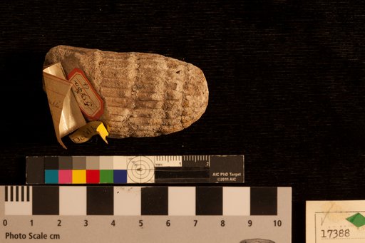 Calamites ramosus Artis