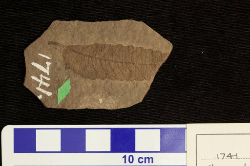 Ulmus brownellii Lesquereux