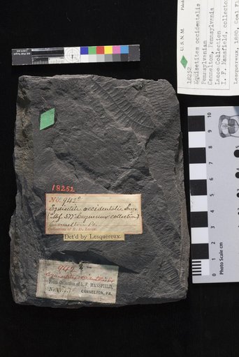 Equisetites occidentalis Lesquereux