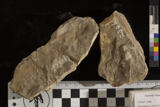 Phragmites cretaceous Lesquereux