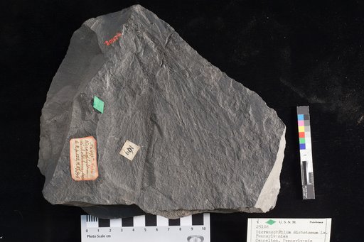 Dicranophyllum dichotomum Lesquereux