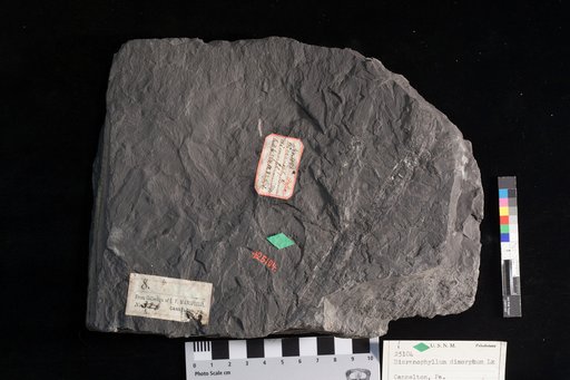 Dicranophyllum dimorphum Lesquereux