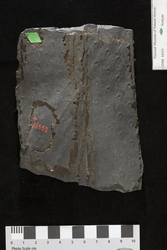 Sigillaria ovalis Lesquereux