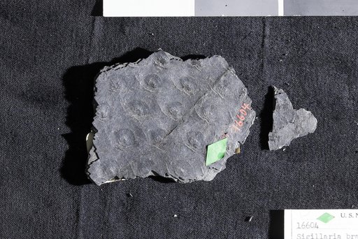 Sigillaria brardii var. coriacea Adams et al.