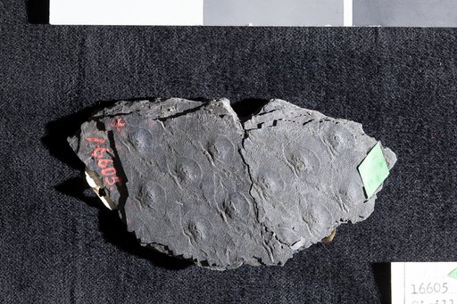 Sigillaria brardii var. coriacea Adams et al.