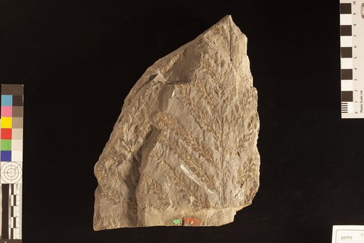 Archaeopteris macilenta Lesquereux