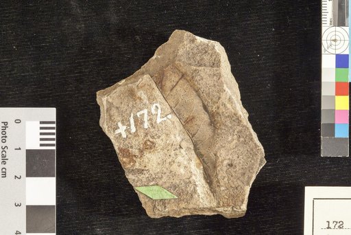 Quercus neriifolia Braun