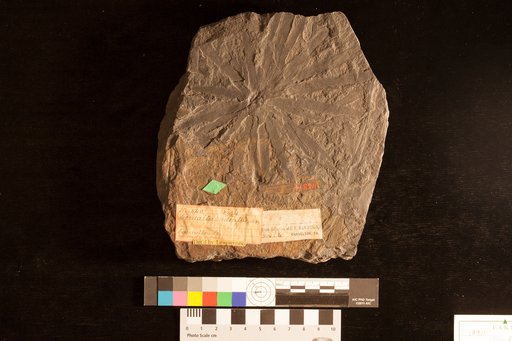 Cordaites radiatus Lesquereux