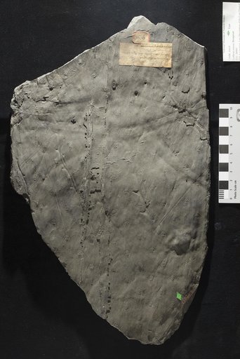 Sigillaria venosa Brongniart