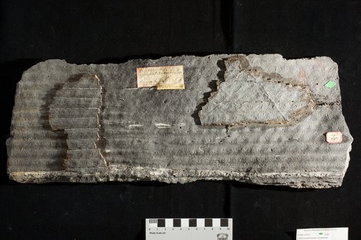 Sigillaria pittstoniana Lesquereux