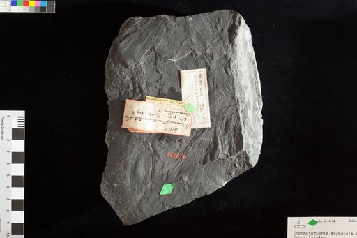 Stemmatopteris angustata Lesquereux