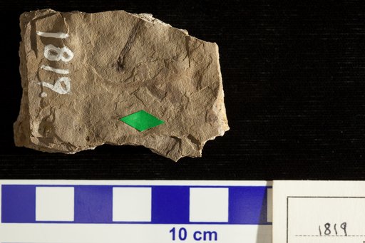 Weinmannia obtusifolia Lesquereux