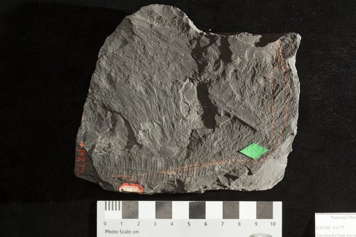 Taeniophyllum brevifolium Lesquereux