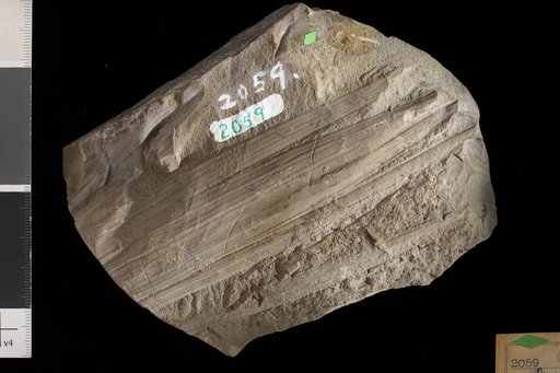 Geonomites goldianus Lesquereux