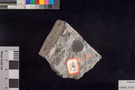 Cardiocarpus conglobatus Lesquereux