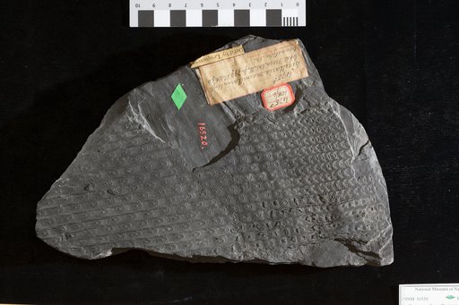 Sigillaria mamillaris Brongniart
