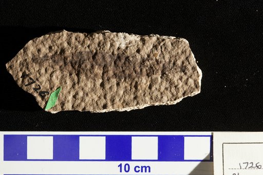 Planera longifolia var. myricaefolia Lesquereux