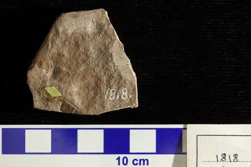 Weinmannia obtusifolia Lesquereux