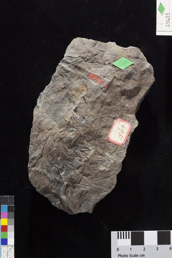Rhacophyllum expansum Lesquereux