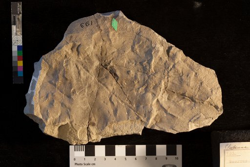 Quercus platania (Heer) Lesquereux