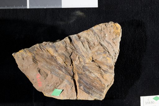 Sigillaria suspecta Adams et al.