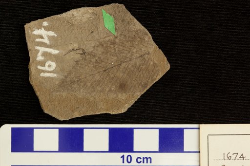 Carpinus fraterna Lesquereux