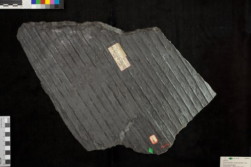 Sigillaria leptoderma Lesquereux