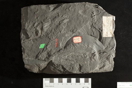 Stemmatopteris squamosa Lesquereux